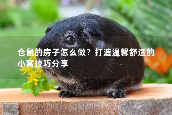 仓鼠的房子怎么做？打造温馨舒适的小窝技巧分享