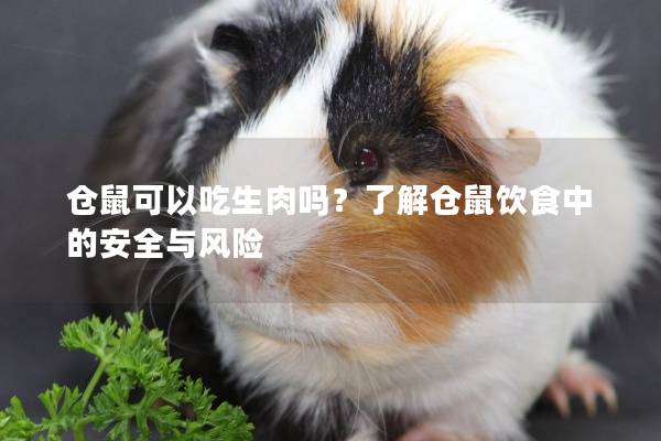 仓鼠可以吃生肉吗？了解仓鼠饮食中的安全与风险