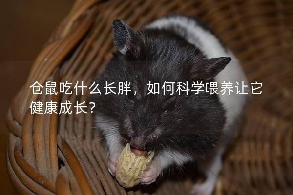 仓鼠吃什么长胖，如何科学喂养让它健康成长？