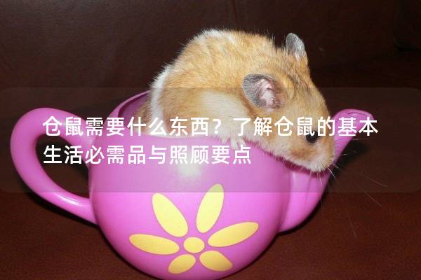 仓鼠需要什么东西？了解仓鼠的基本生活必需品与照顾要点