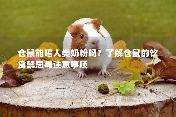 仓鼠能喝人类奶粉吗？了解仓鼠的饮食禁忌与注意事项