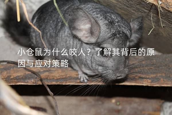 小仓鼠为什么咬人？了解其背后的原因与应对策略