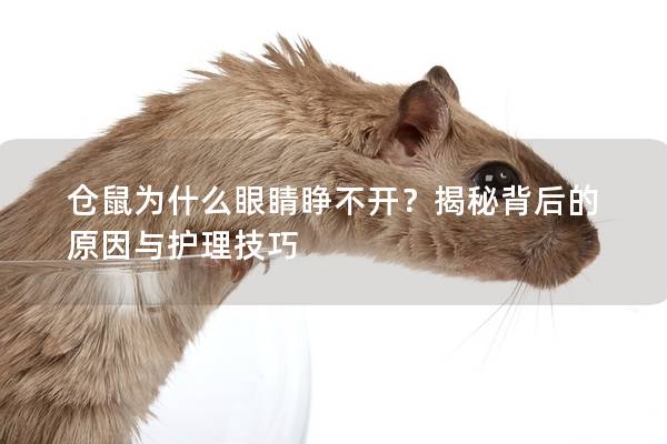 仓鼠为什么眼睛睁不开？揭秘背后的原因与护理技巧