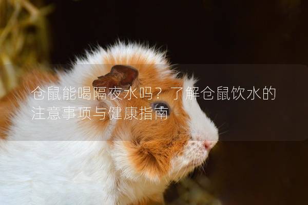 仓鼠能喝隔夜水吗？了解仓鼠饮水的注意事项与健康指南