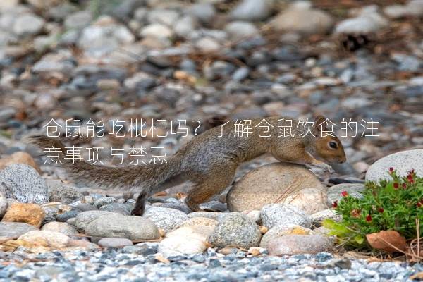 仓鼠能吃枇杷吗？了解仓鼠饮食的注意事项与禁忌