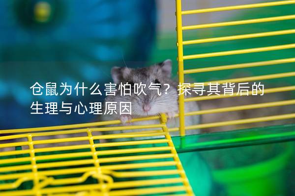 仓鼠为什么害怕吹气？探寻其背后的生理与心理原因