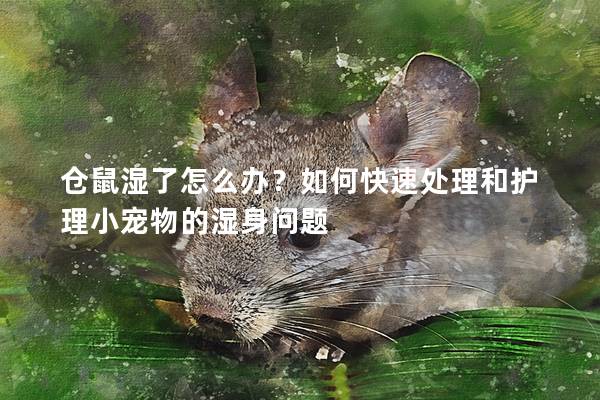 仓鼠湿了怎么办？如何快速处理和护理小宠物的湿身问题