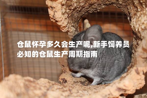 仓鼠怀孕多久会生产呢,新手饲养员必知的仓鼠生产周期指南
