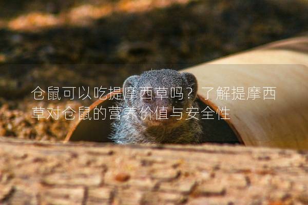 仓鼠可以吃提摩西草吗？了解提摩西草对仓鼠的营养价值与安全性