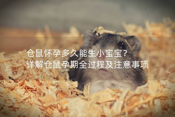 仓鼠怀孕多久能生小宝宝？ 详解仓鼠孕期全过程及注意事项
