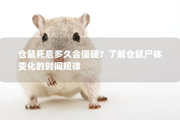 仓鼠死后多久会僵硬？了解仓鼠尸体变化的时间规律