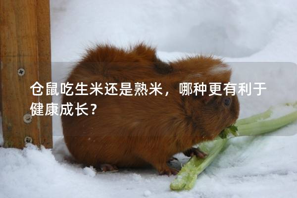 仓鼠吃生米还是熟米，哪种更有利于健康成长？