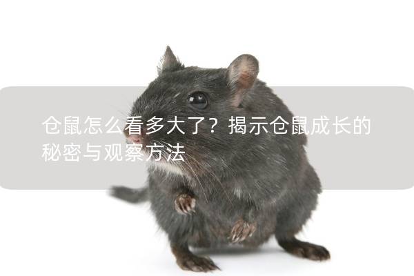 仓鼠怎么看多大了？揭示仓鼠成长的秘密与观察方法