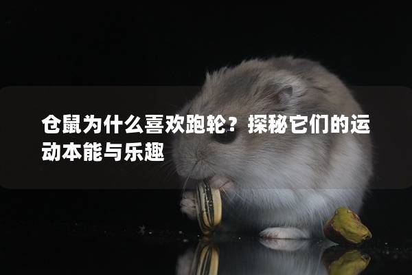 仓鼠为什么喜欢跑轮？探秘它们的运动本能与乐趣