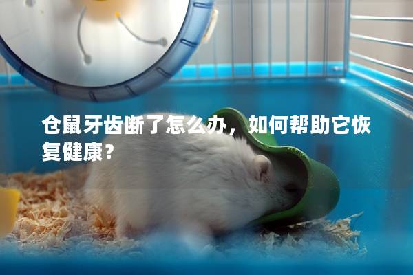 仓鼠牙齿断了怎么办，如何帮助它恢复健康？
