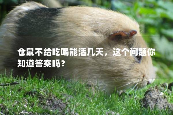 仓鼠不给吃喝能活几天，这个问题你知道答案吗？