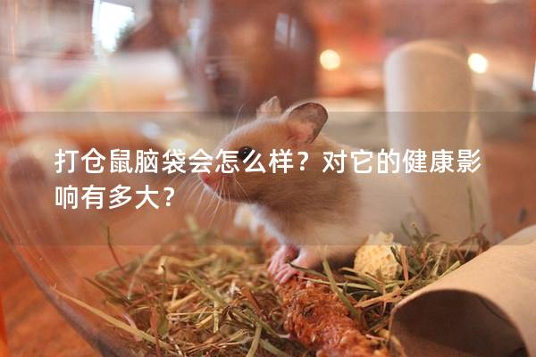 打仓鼠脑袋会怎么样？对它的健康影响有多大？