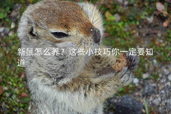 新鼠怎么养？这些小技巧你一定要知道