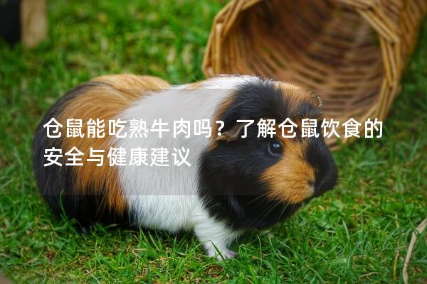 仓鼠能吃熟牛肉吗？了解仓鼠饮食的安全与健康建议