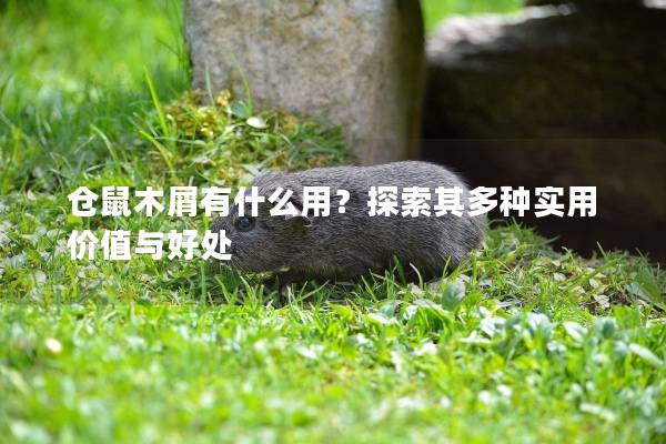 仓鼠木屑有什么用？探索其多种实用价值与好处