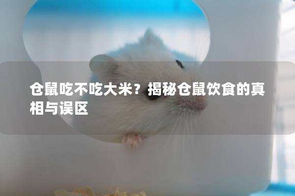 仓鼠吃不吃大米？揭秘仓鼠饮食的真相与误区