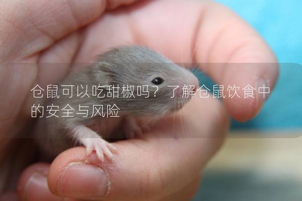 仓鼠可以吃甜椒吗？了解仓鼠饮食中的安全与风险