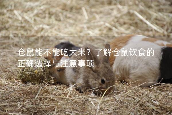 仓鼠能不能吃大米？了解仓鼠饮食的正确选择与注意事项