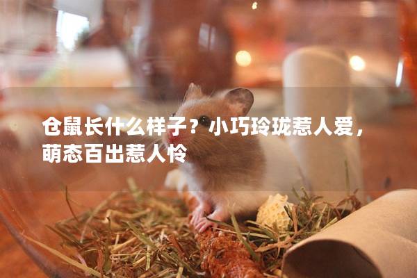 仓鼠长什么样子？小巧玲珑惹人爱，萌态百出惹人怜
