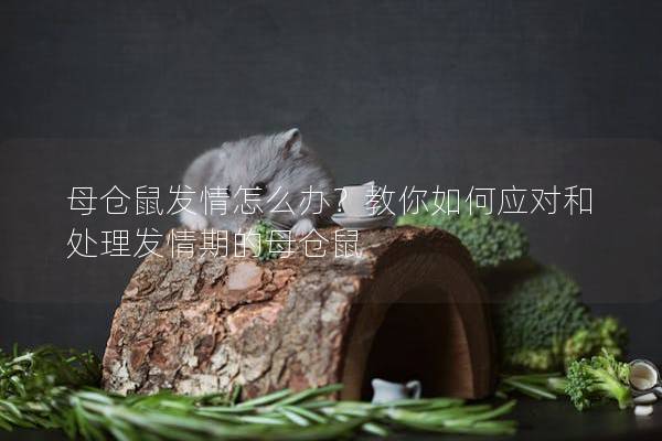 母仓鼠发情怎么办？教你如何应对和处理发情期的母仓鼠