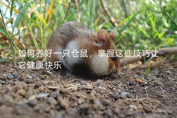 如何养好一只仓鼠，掌握这些技巧让它健康快乐