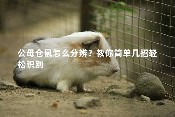 公母仓鼠怎么分辨？教你简单几招轻松识别