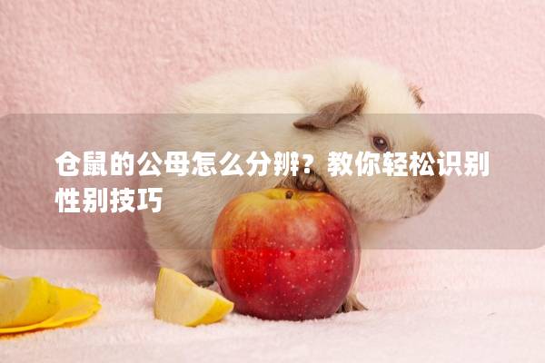 仓鼠的公母怎么分辨？教你轻松识别性别技巧
