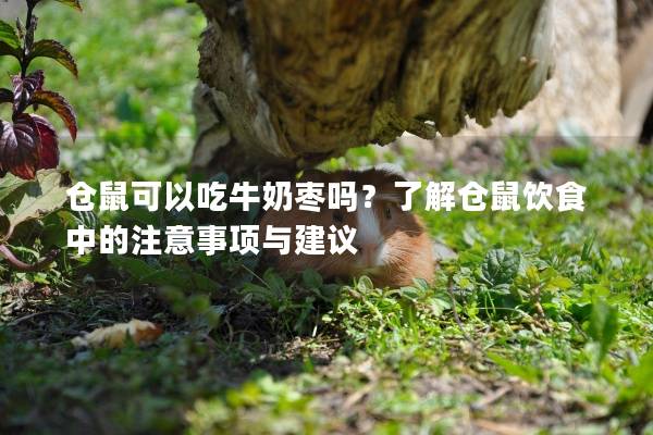 仓鼠可以吃牛奶枣吗？了解仓鼠饮食中的注意事项与建议