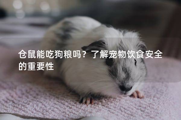 仓鼠能吃狗粮吗？了解宠物饮食安全的重要性