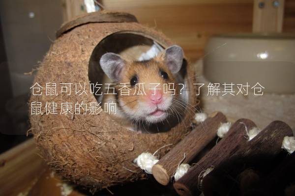 仓鼠可以吃五香瓜子吗？了解其对仓鼠健康的影响