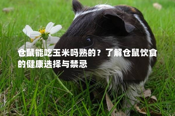 仓鼠能吃玉米吗熟的？了解仓鼠饮食的健康选择与禁忌