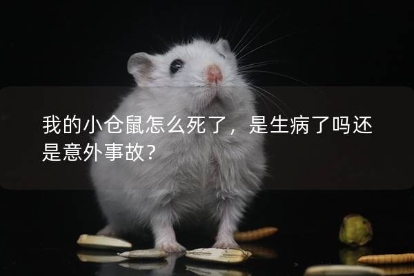 我的小仓鼠怎么死了，是生病了吗还是意外事故？
