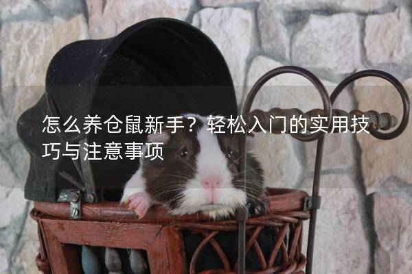怎么养仓鼠新手？轻松入门的实用技巧与注意事项