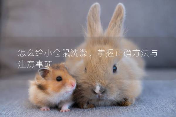 怎么给小仓鼠洗澡，掌握正确方法与注意事项