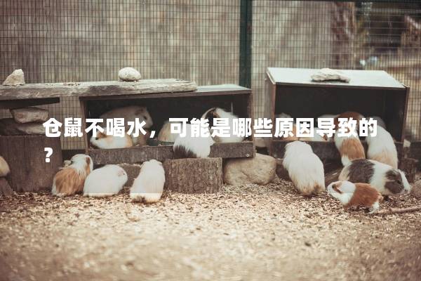 仓鼠不喝水，可能是哪些原因导致的？