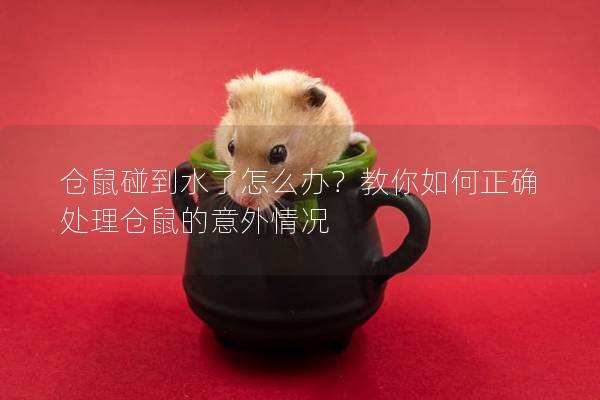 仓鼠碰到水了怎么办？教你如何正确处理仓鼠的意外情况