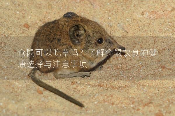 仓鼠可以吃草吗？了解仓鼠饮食的健康选择与注意事项