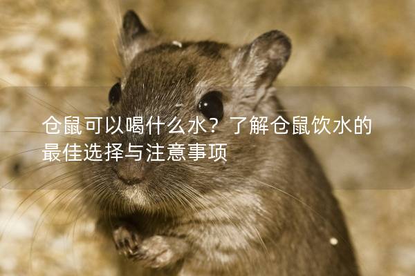 仓鼠可以喝什么水？了解仓鼠饮水的最佳选择与注意事项