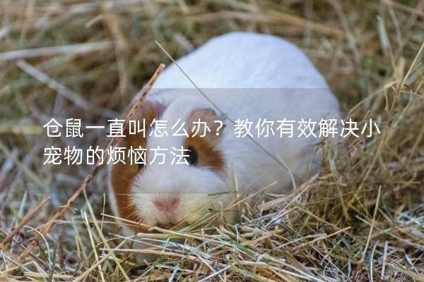 仓鼠一直叫怎么办？教你有效解决小宠物的烦恼方法