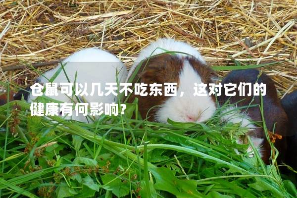 仓鼠可以几天不吃东西，这对它们的健康有何影响？
