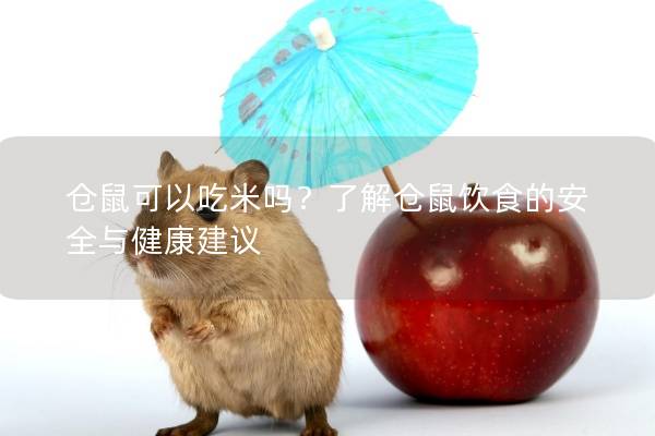 仓鼠可以吃米吗？了解仓鼠饮食的安全与健康建议