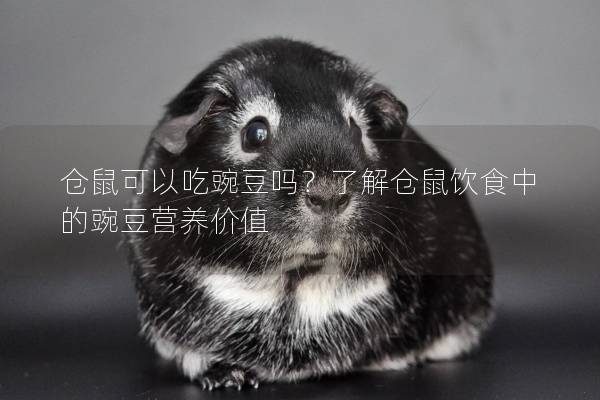 仓鼠可以吃豌豆吗？了解仓鼠饮食中的豌豆营养价值
