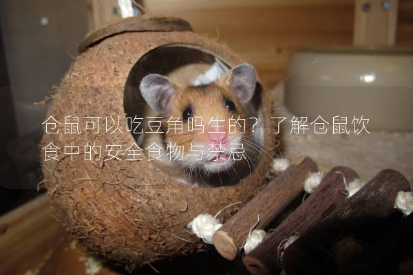 仓鼠可以吃豆角吗生的？了解仓鼠饮食中的安全食物与禁忌