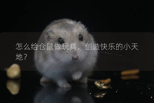 怎么给仓鼠做玩具，创造快乐的小天地？
