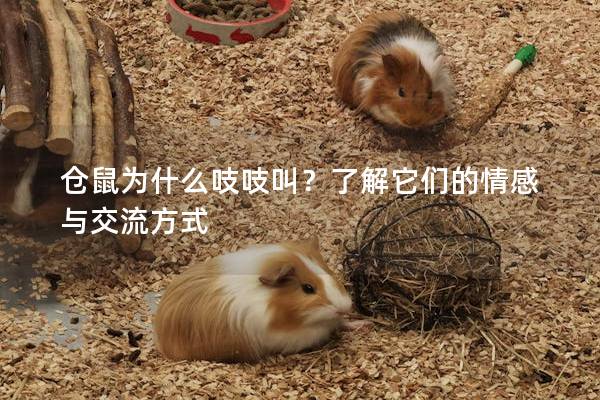 仓鼠为什么吱吱叫？了解它们的情感与交流方式